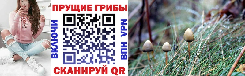Псилоцибиновые грибы MAGIC MUSHROOMS Дивногорск